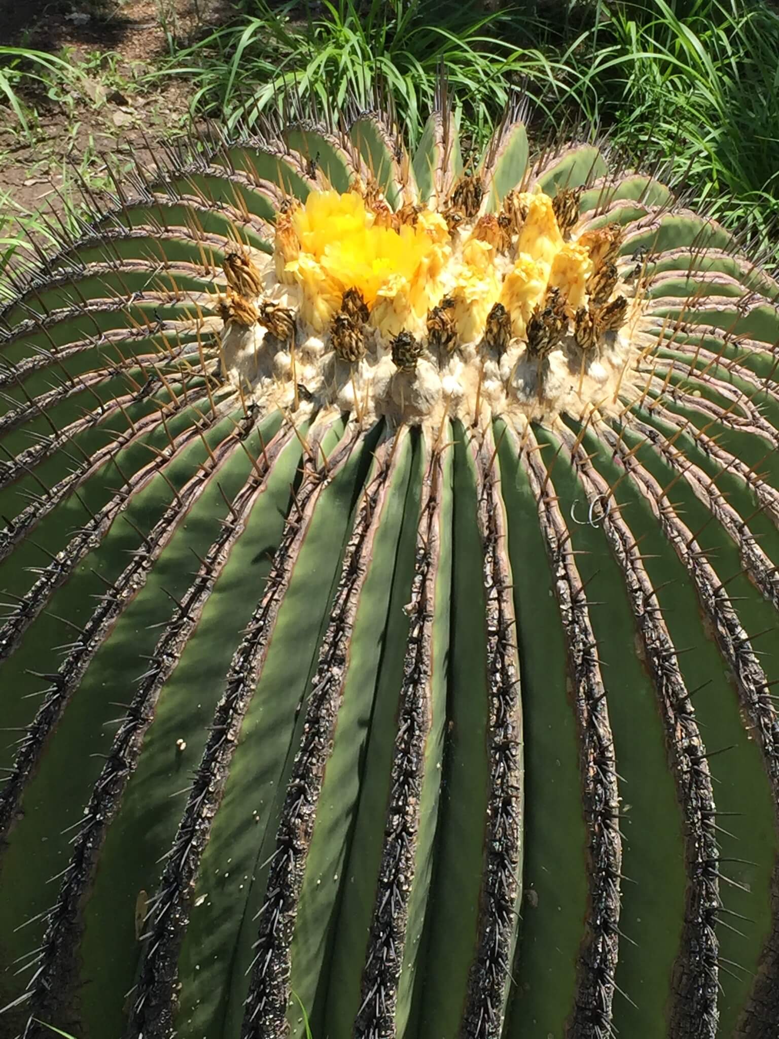 Echinocactus platyacanthus